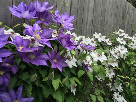 How to Grow and Care for Clematis - World of Flowering Plants