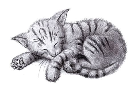 Sleeping Cat by Zdrer456 on DevianArt in 2023 | Cat art illustration ...