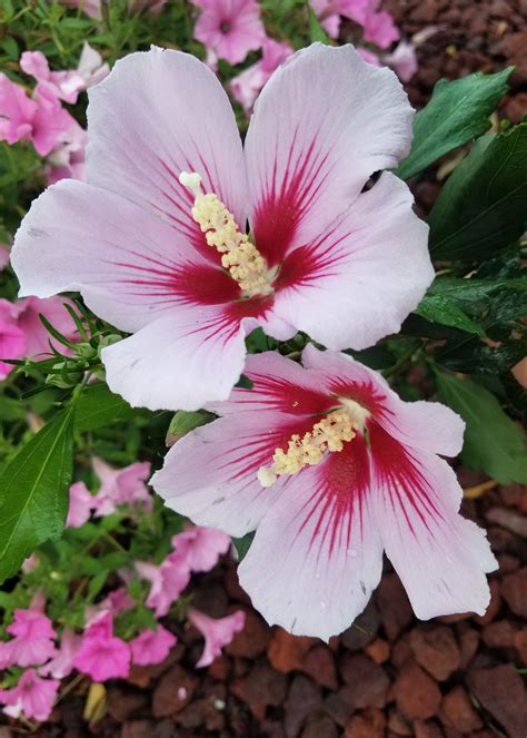 Rose of Sharon varieties give options for gardens | Mississippi State ...