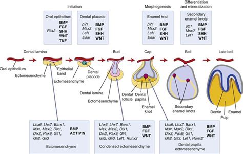 5: Development of the Tooth and Its Supporting Tissues | Pocket Dentistry