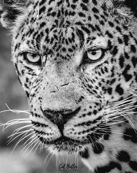 How to identify a leopard by its spots – Wild Adventures Blog