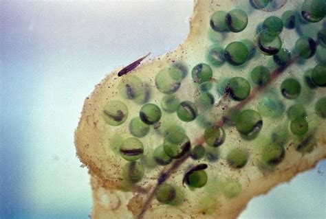 Eastern Red-spotted Newt eggs hatching, Upstate, NY | Newt, Egg laying ...