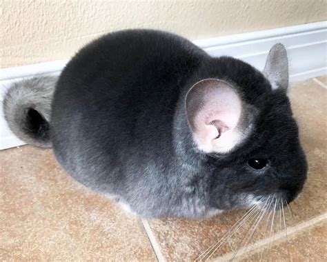 What Color Chinchilla Is Rare