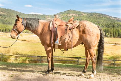 Ranch Horses | Montana Working Cattle Ranch - McGinnis Meadows Cattle ...