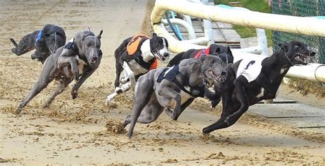 Harlow Greyhound Stadium - Dog Track