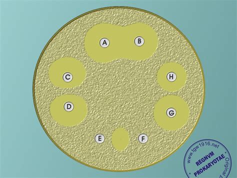 REGNUM PROKARYOTAE - Antibiogram