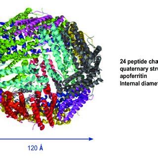 The quaternary structure of apoferritin. | Download Scientific Diagram