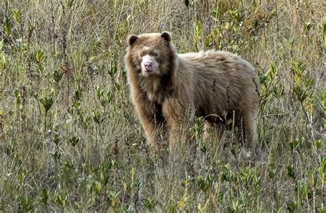 Paddington Bear Captured on Camera in Peru | Focusing on Wildlife ...