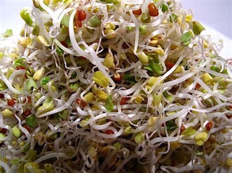 Broccoli Sprouts | Broccoli sprouts, Sprout recipes, Broccoli seeds