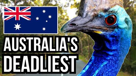 14 Of The Deadliest Animals In Australia - Danger Down Under! - YouTube