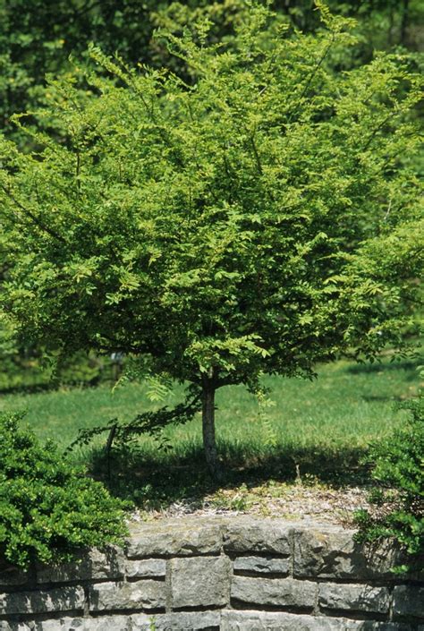 Euonymus alatus | Winged Burning Bush | Green Barn Garden Center