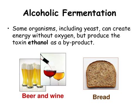 PPT - Yeast Metabolism Lab PowerPoint Presentation, free download - ID ...