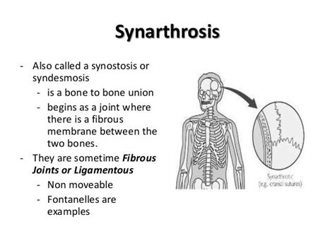 Arthrology