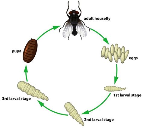 House Centipede Life Cycle