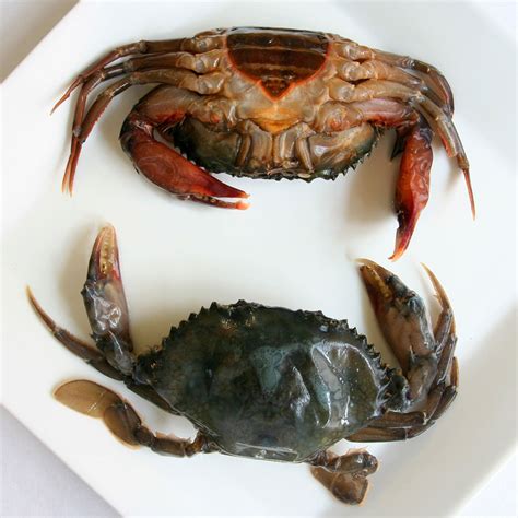 Soft Crab Shell Season - Soft Shell Crab Supplier, Soft Shell Crab ...