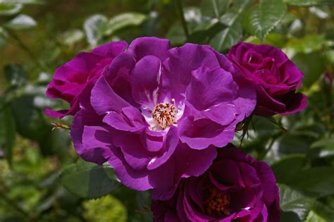 6 Floribunda Roses for Your Garden - Dengarden