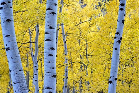 Birch Forest in Autumn - Image Abyss