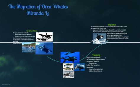 The Migration of Orca Whales by Miranda Le