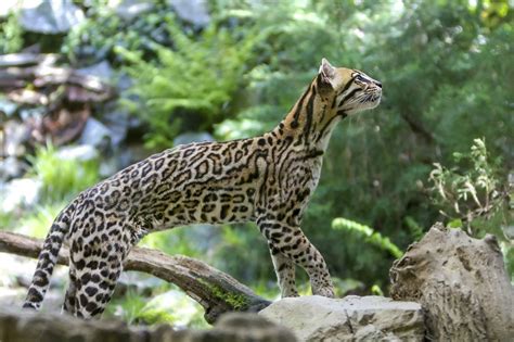 Ocelots Looking for a Home – Alamo EDC