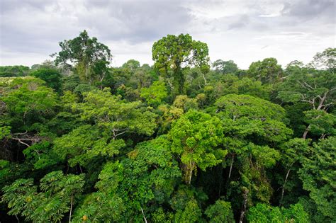 Trees In The Tropical Rainforest