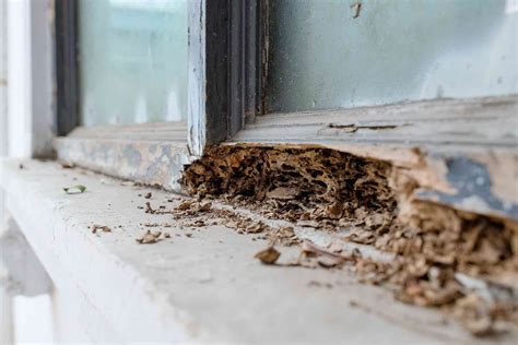 How Much Does Termite Removal Cost in 2024? | Checkatrade