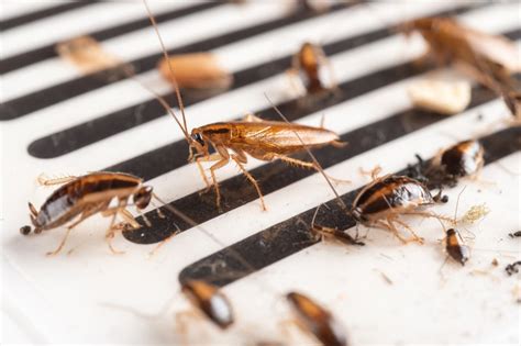 Cockroach outbreak: DIY spray to help control pests in your home