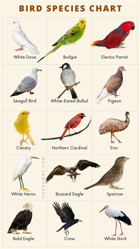 Birds Species Chart in 2022 | Bird species, Birds, Species