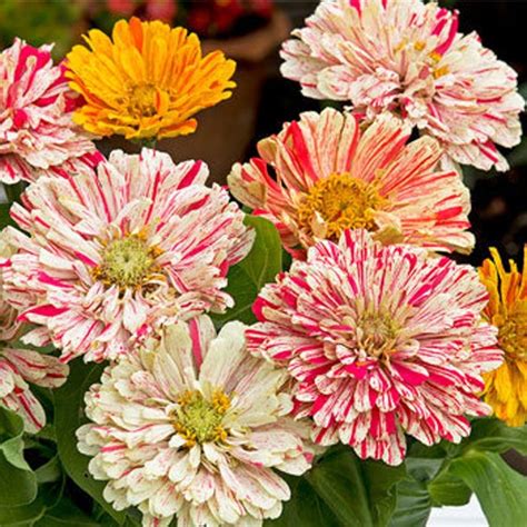 Candy Cane Zinnia Flower zinnia Elegans Seeds - Etsy