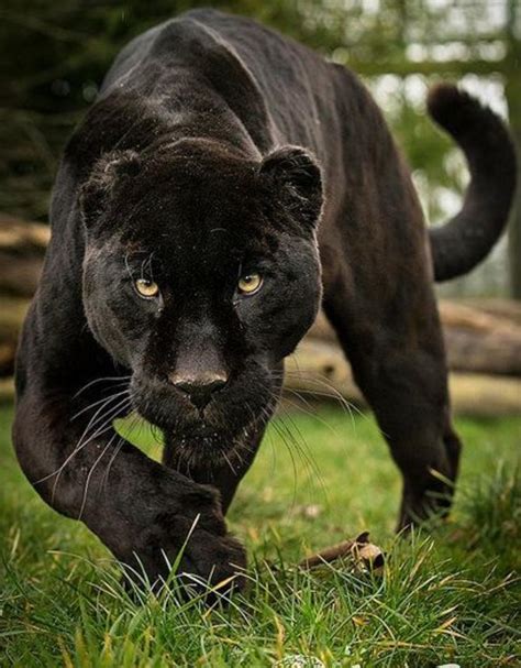 🔥 Black Jaguar : r/NatureIsFuckingLit