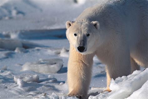 Animals of Greenland - whales, seals, polar bears - [Visit Greenland!]