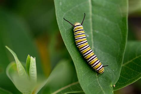 Monarch caterpillars resort to headbutting when food is limited - Earth.com