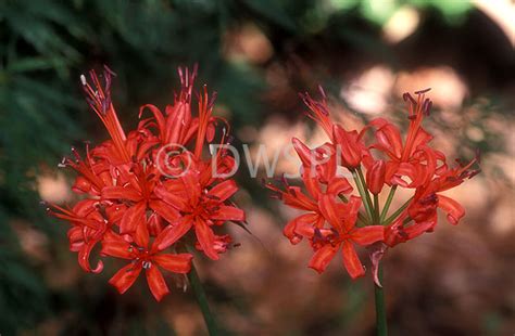 A ROYALTY FREE IMAGE OF: RED NERINE (OR GUERNSEY LILY) NERINE SARNIENSIS