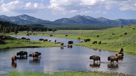 american, Wyoming, Yellowstone, National, Park, Bison Wallpapers HD ...