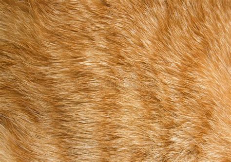 Cat fur texture stock image. Image of orange, striped - 11687527