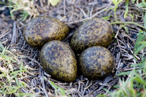 Masked plover eggs - Stock Image - C013/8037 - Science Photo Library