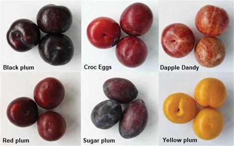 The six plum varieties. From left to right, top to bottom: black plum ...