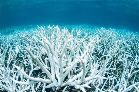 Great Barrier bleach: Mass bleaching is hitting world’s largest coral ...