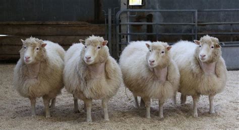 New study shows cloned sheep are living long lives with few health ...