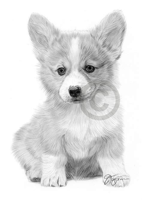 Pencil drawing of a Cardigan Corgi puppy by UK artist Gary Tymon