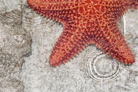 Live Starfish Natural Habitat Photograph by Betsy Knapp