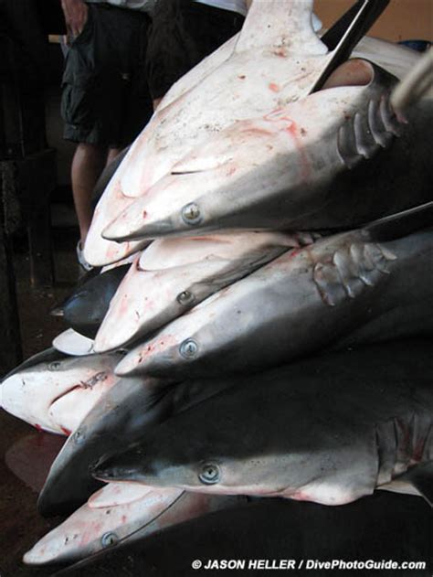 shark finning facts