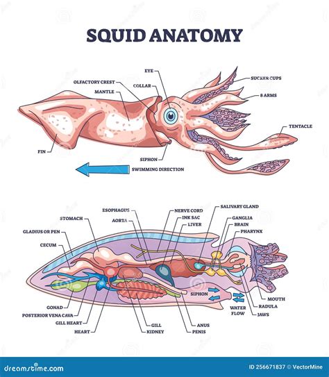 Male Squid Anatomy