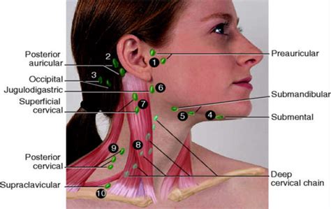 Swollen posterior auricular lymph nodes