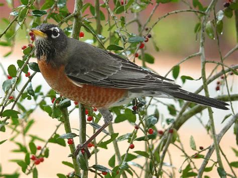 Top 10 Best Singing Birds In The World - The Mysterious World