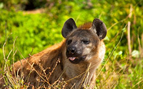 Why Do Hyenas Laugh? | Wonderopolis