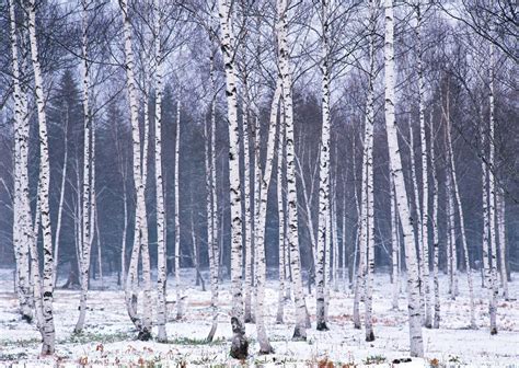 Top more than 82 birch tree wallpaper super hot - in.cdgdbentre