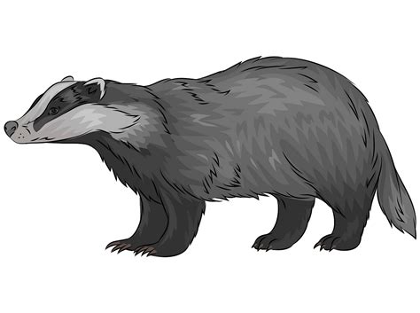 badger clipart - Clip Art Library