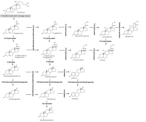 Aldosterone - wikidoc