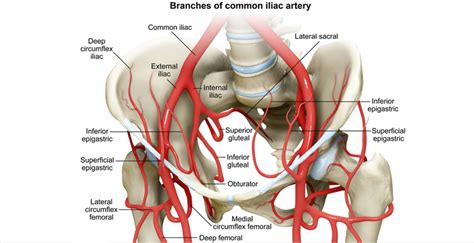 USMLE Notes - Branches of the iliac artery. Most important...