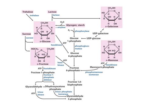 Hexose Monophosphate Shunt Pathway - HMP Pathway